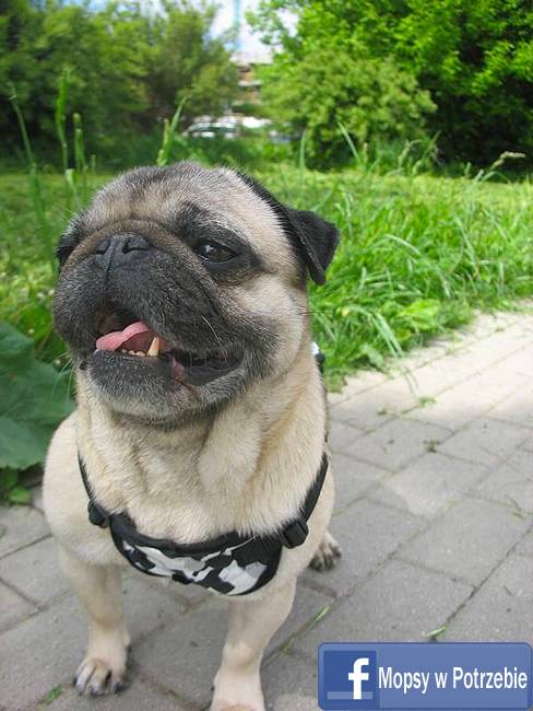 mops do adopcji, mopsiczka Elfinka, Mopsy w Potrzebie, przygarnij mopsa, mopsik szuka domu