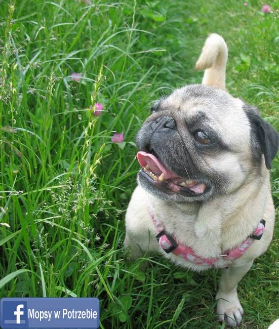 mops_do_adopcji_mopsy_w_potrzebie_elfinka_15