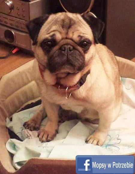 mops_do_adopcji_mopsy_w_potrzebie_elfinka_17