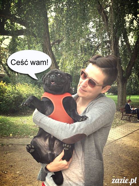 mopsy mopsiki kumok miszur destroyer bułka pelagia, mopsy warszawskie