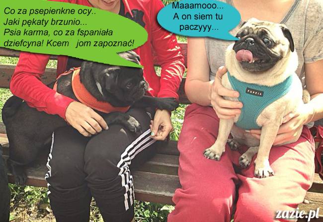 mopsy mopsiki kumok miszur destroyer bułka pelagia, mopsy warszawskie