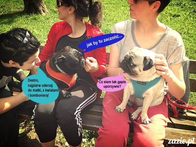 mopsy mopsiki kumok miszur destroyer bułka pelagia, mopsy warszawskie