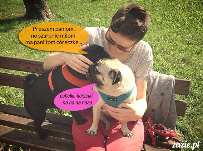 mopsy mopsiki kumok miszur destroyer bułka pelagia, mopsy warszawskie