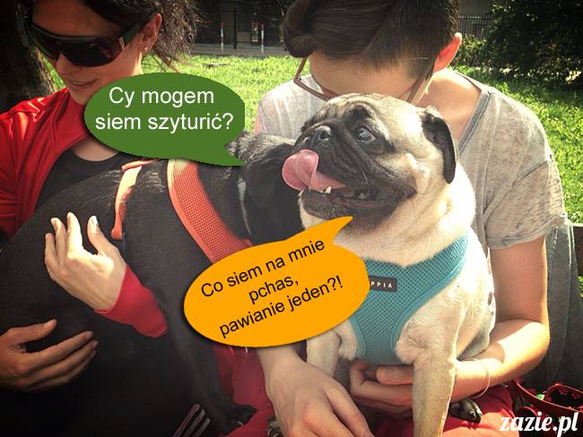 mopsy mopsiki kumok miszur destroyer bułka pelagia, mopsy warszawskie