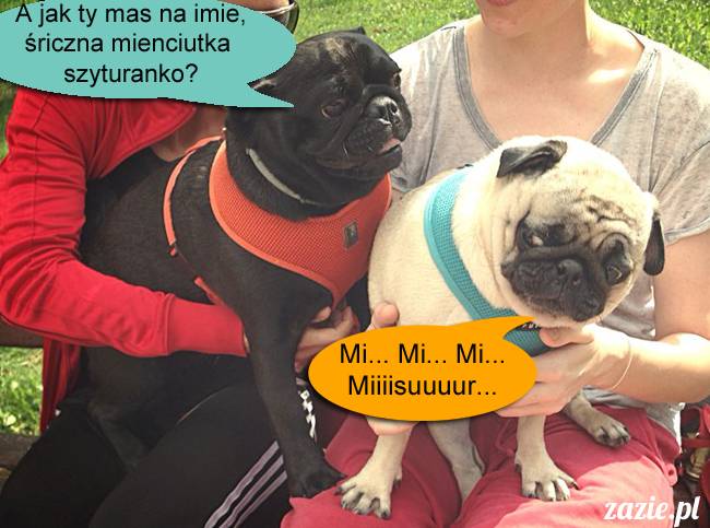 mopsy mopsiki kumok miszur destroyer bułka pelagia, mopsy warszawskie