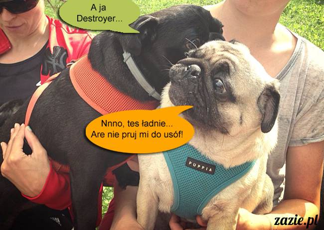 mopsy mopsiki kumok miszur destroyer bułka pelagia, mopsy warszawskie