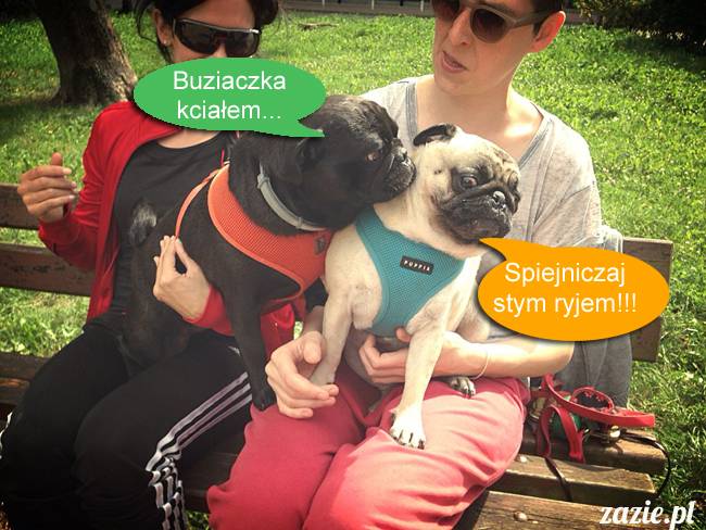 mopsy mopsiki kumok miszur destroyer bułka pelagia, mopsy warszawskie