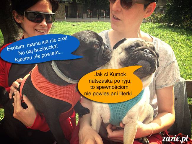 mopsy mopsiki kumok miszur destroyer bułka pelagia, mopsy warszawskie