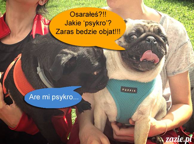 mopsy mopsiki kumok miszur destroyer bułka pelagia, mopsy warszawskie