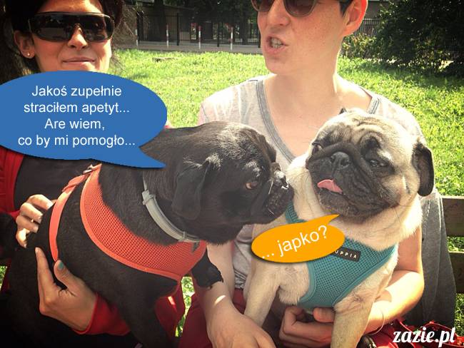 mopsy mopsiki kumok miszur destroyer bułka pelagia, mopsy warszawskie