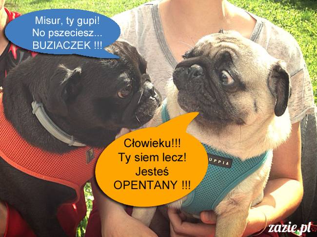 mopsy mopsiki kumok miszur destroyer bułka pelagia, mopsy warszawskie