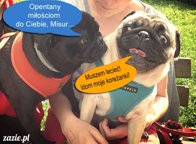 mopsy mopsiki kumok miszur destroyer bułka pelagia, mopsy warszawskie