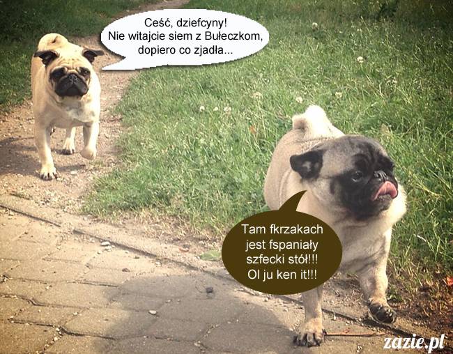 mopsy mopsiki kumok miszur destroyer bułka pelagia, mopsy warszawskie