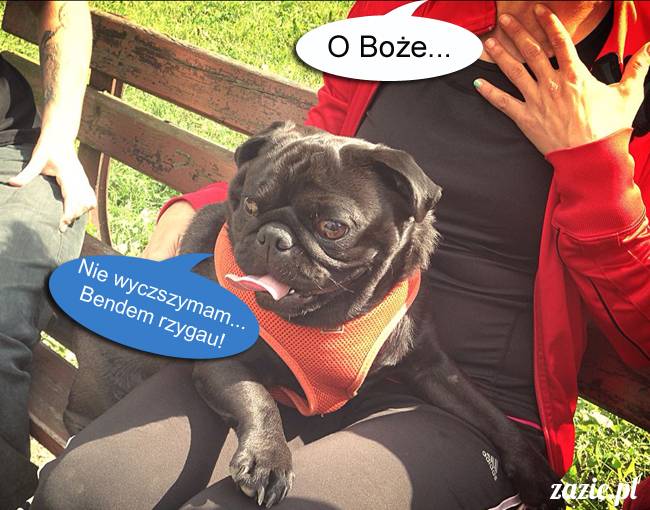 mopsy mopsiki kumok miszur destroyer bułka pelagia, mopsy warszawskie