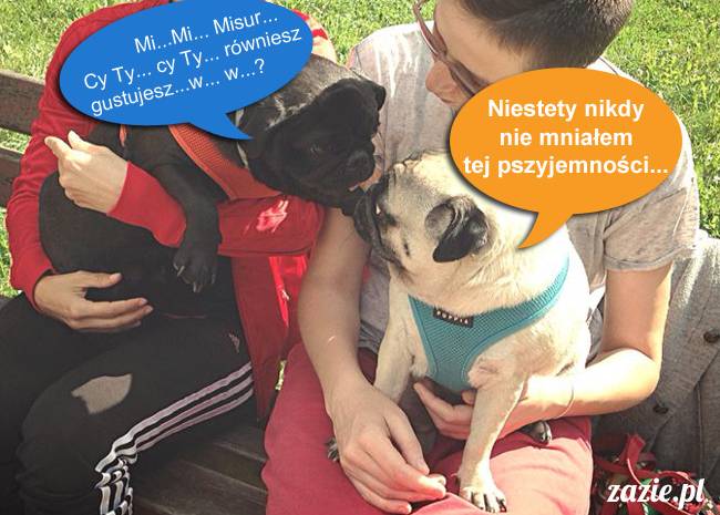 mopsy mopsiki kumok miszur destroyer bułka pelagia, mopsy warszawskie