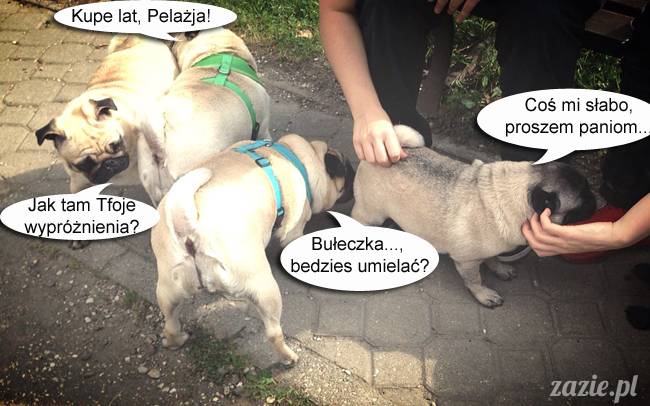 mopsy mopsiki kumok miszur destroyer bułka pelagia, mopsy warszawskie