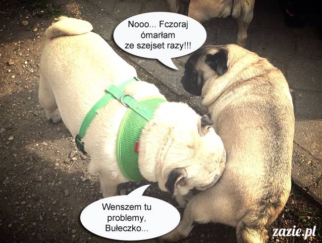 mopsy mopsiki kumok miszur destroyer bułka pelagia, mopsy warszawskie