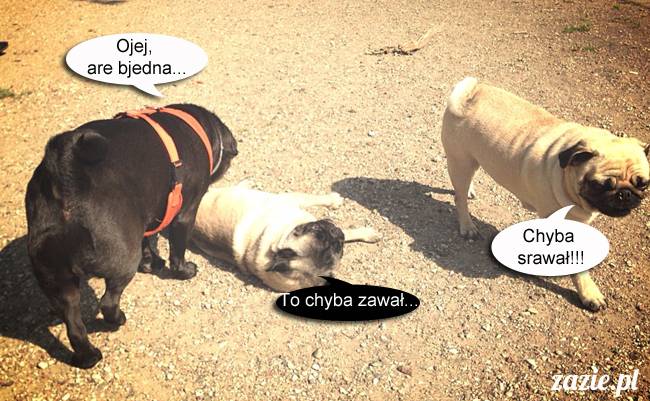 mopsy mopsiki kumok miszur destroyer bułka pelagia, mopsy warszawskie