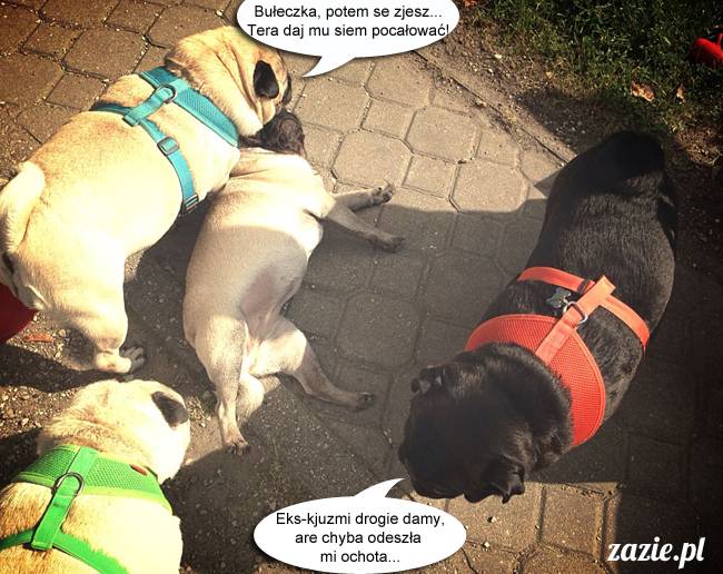 mopsy mopsiki kumok miszur destroyer bułka pelagia, mopsy warszawskie