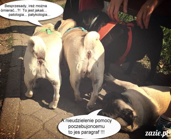 mopsy mopsiki kumok miszur destroyer bułka pelagia, mopsy warszawskie