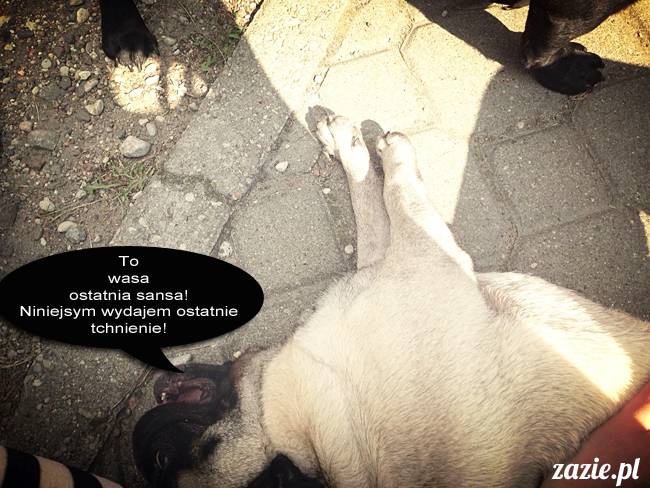 mopsy mopsiki kumok miszur destroyer bułka pelagia, mopsy warszawskie