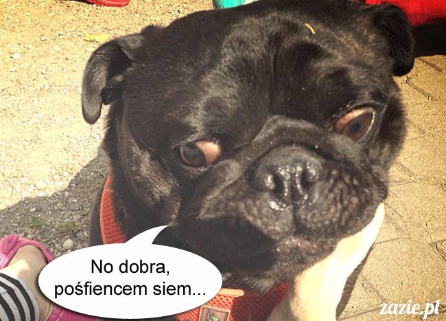 mopsy mopsiki kumok miszur destroyer bułka pelagia, mopsy warszawskie