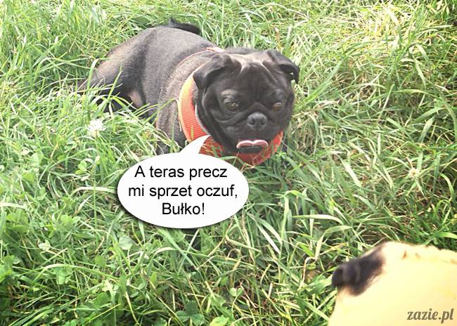 mopsy mopsiki kumok miszur destroyer bułka pelagia, mopsy warszawskie