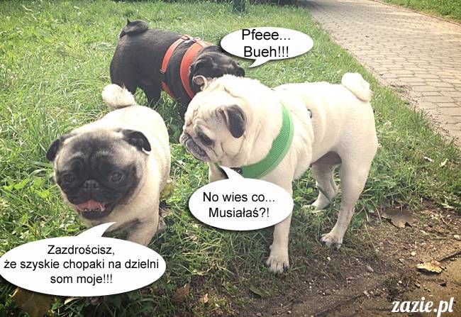 mopsy mopsiki kumok miszur destroyer bułka pelagia, mopsy warszawskie