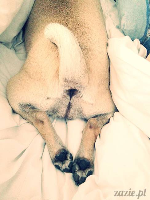 poranek_mopsy_mopsiki_zazie_kumok_miszur_41