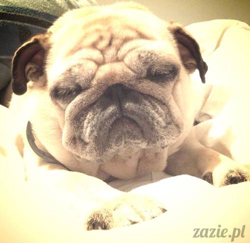 poranek_mopsy_mopsiki_zazie_kumok_miszur_42