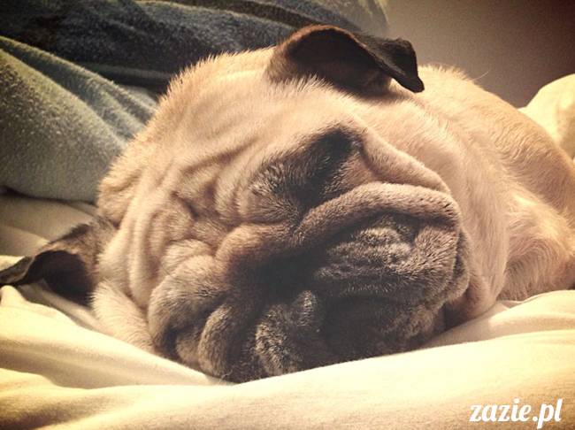 poranek_mopsy_mopsiki_zazie_kumok_miszur_43