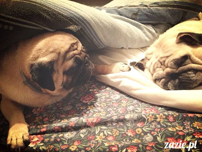 poranek_mopsy_mopsiki_zazie_kumok_miszur_44