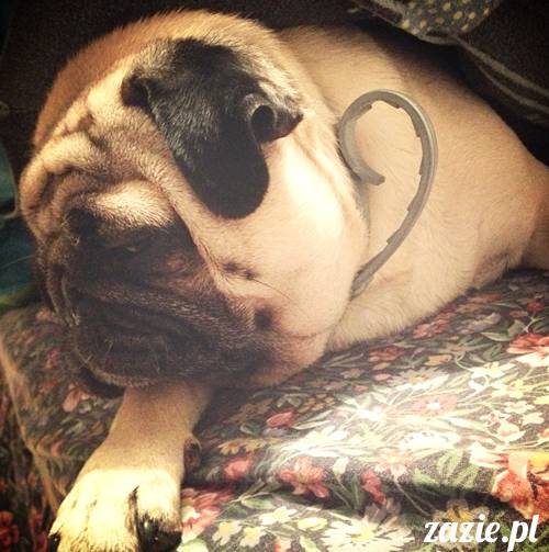 poranek_mopsy_mopsiki_zazie_kumok_miszur_45