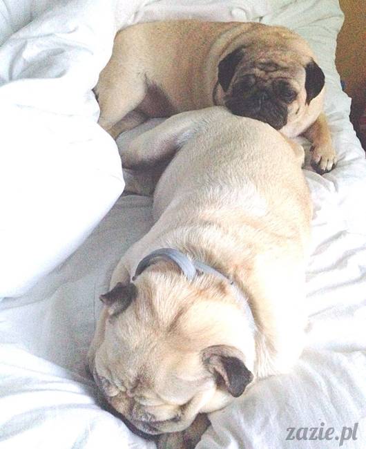 poranek_mopsy_mopsiki_zazie_kumok_miszur_47