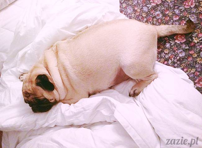 poranek_mopsy_mopsiki_zazie_kumok_miszur_48