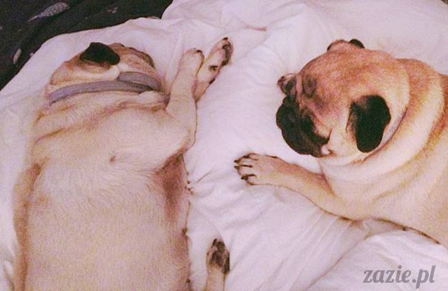 poranek_mopsy_mopsiki_zazie_kumok_miszur_49