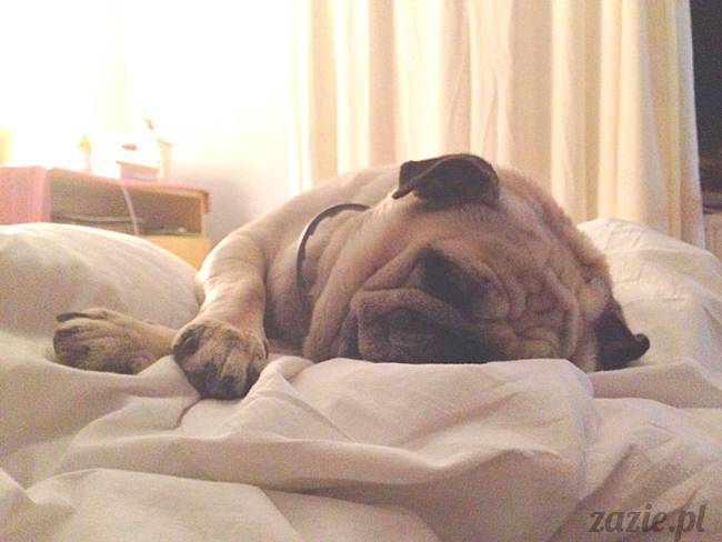 poranek_mopsy_mopsiki_zazie_kumok_miszur_50