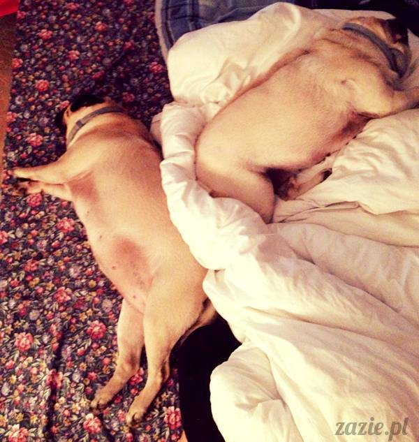 poranek_mopsy_mopsiki_zazie_kumok_miszur_51