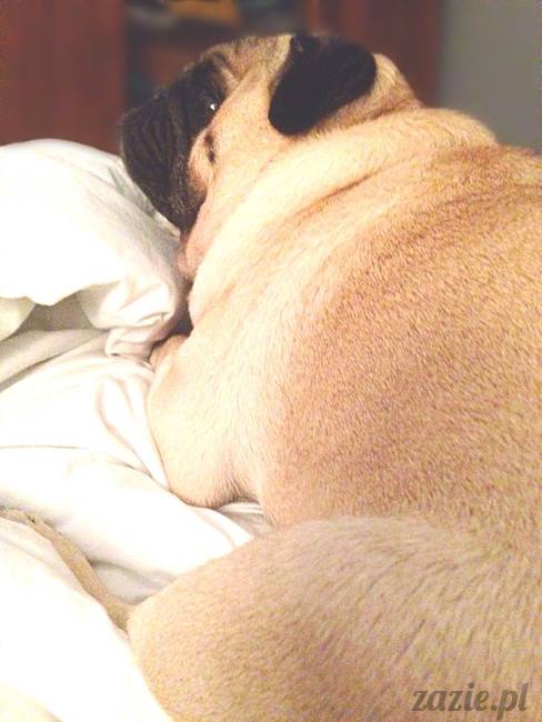 poranek_mopsy_mopsiki_zazie_kumok_miszur_52