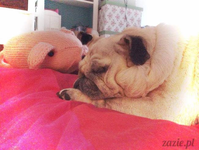 poranek_mopsy_mopsiki_zazie_kumok_miszur_53
