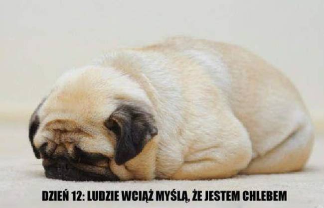 poranek_mopsy_mopsiki_zazie_kumok_miszur_54