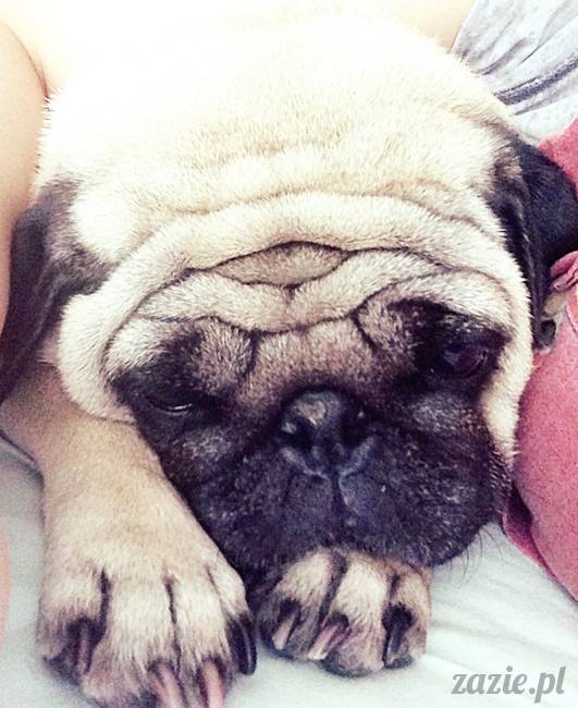 poranek_mopsy_mopsiki_zazie_kumok_miszur_55