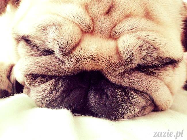 poranek_mopsy_mopsiki_zazie_kumok_miszur_56