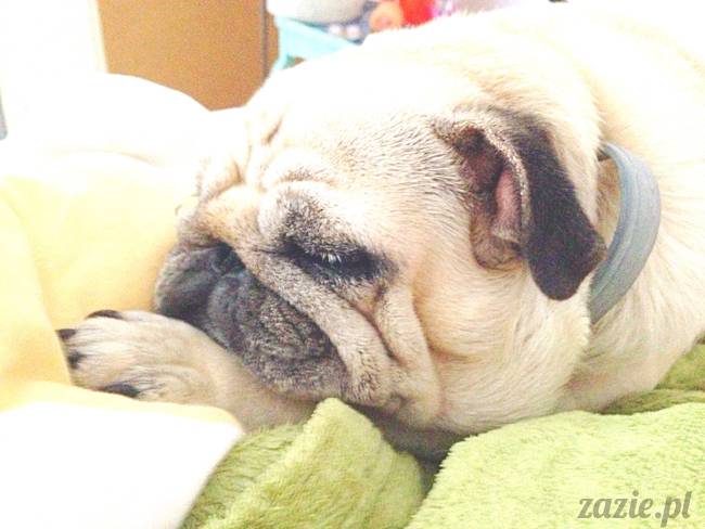 poranek_mopsy_mopsiki_zazie_kumok_miszur_57