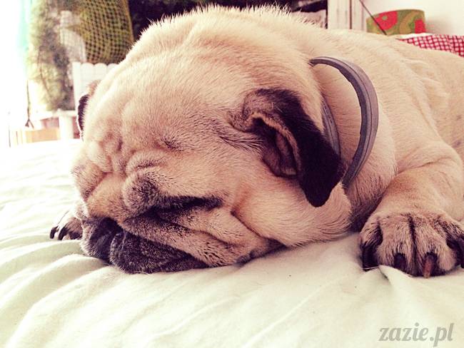 poranek_mopsy_mopsiki_zazie_kumok_miszur_58