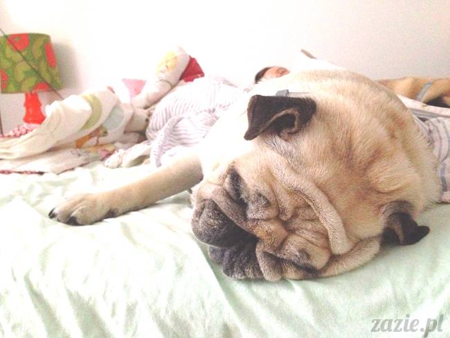 poranek_mopsy_mopsiki_zazie_kumok_miszur_59