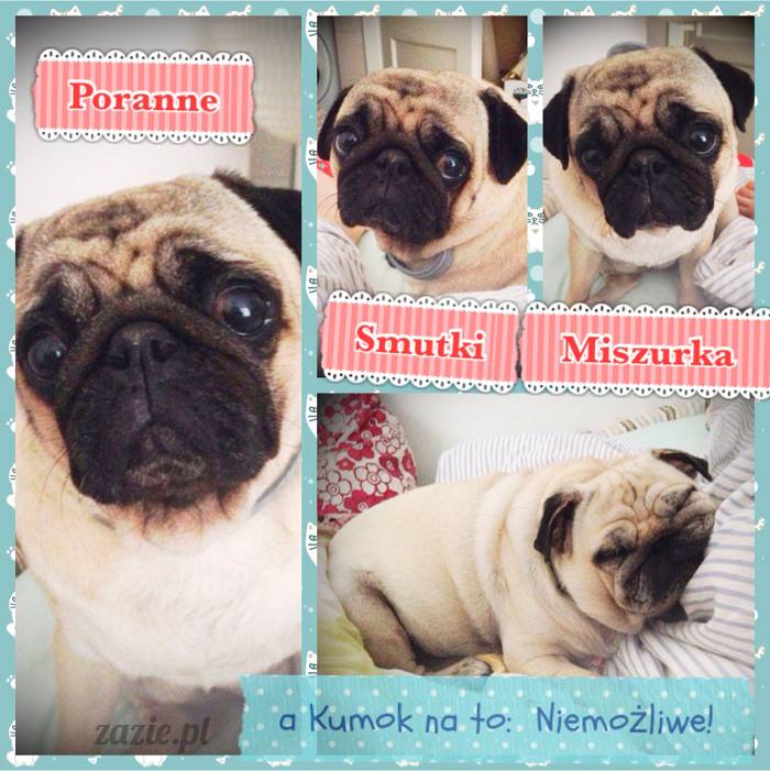 poranek_mopsy_mopsiki_zazie_kumok_miszur_60