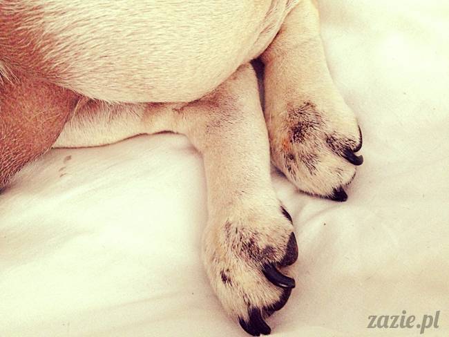 poranek_mopsy_mopsiki_zazie_kumok_miszur_61