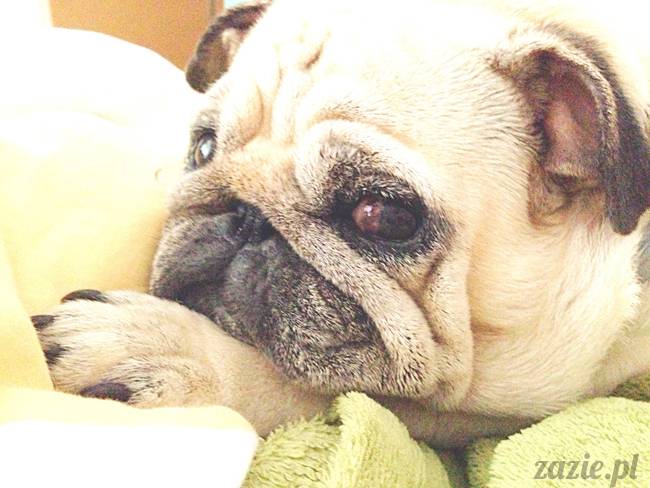 poranek_mopsy_mopsiki_zazie_kumok_miszur_62