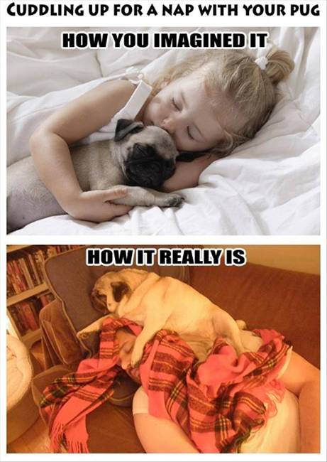 poranek_mopsy_mopsiki_zazie_kumok_miszur_63